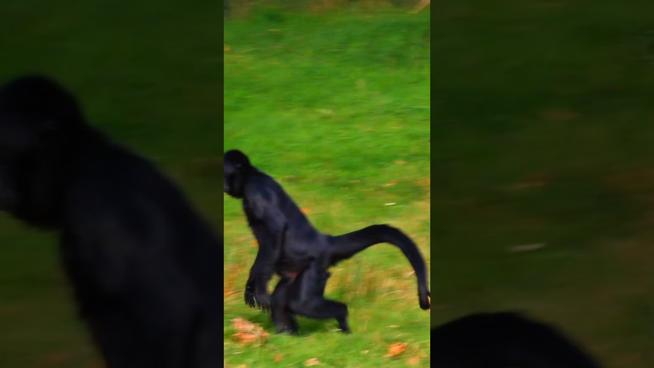 The beautiful black Columbian spider monkey