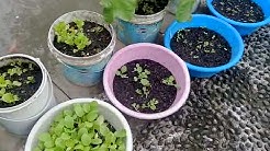 Daftar Cara Ternak Lele Dalam Rumah Tutorial Kreasi Daftar Cara Ternak Lele Dalam Rumah Tutorial Kreasi