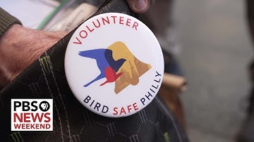 How Philadelphians are working to protect birds from deadly window collisions