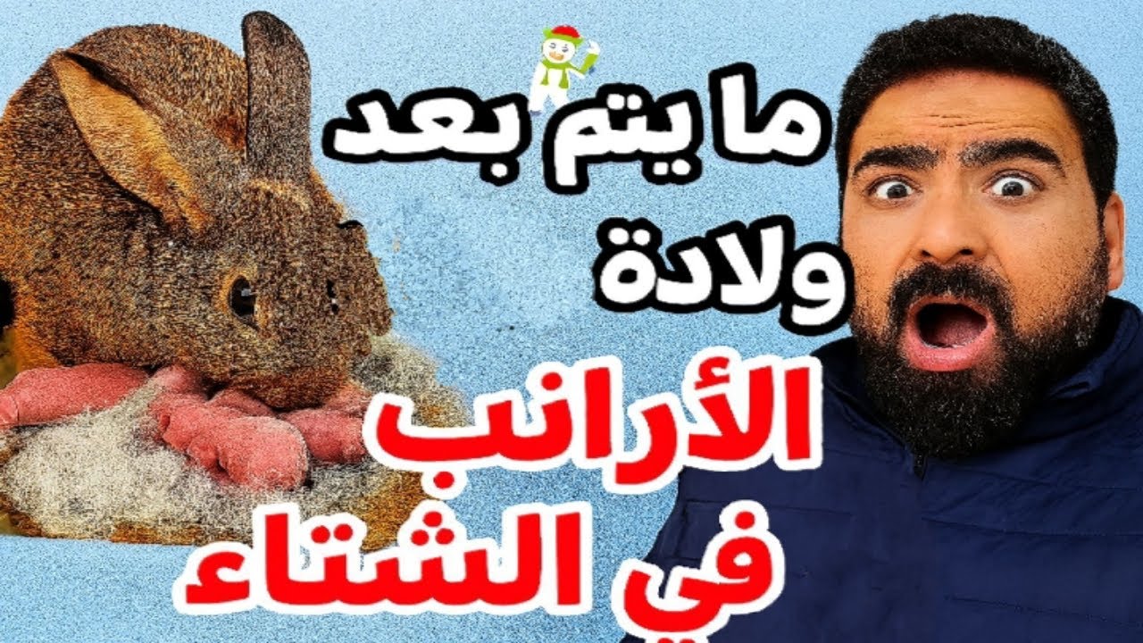 🔥 سر نجاح ولادة الأرانب في الشتاء + طريقة تبنّي الخلفة بدون خسائر
