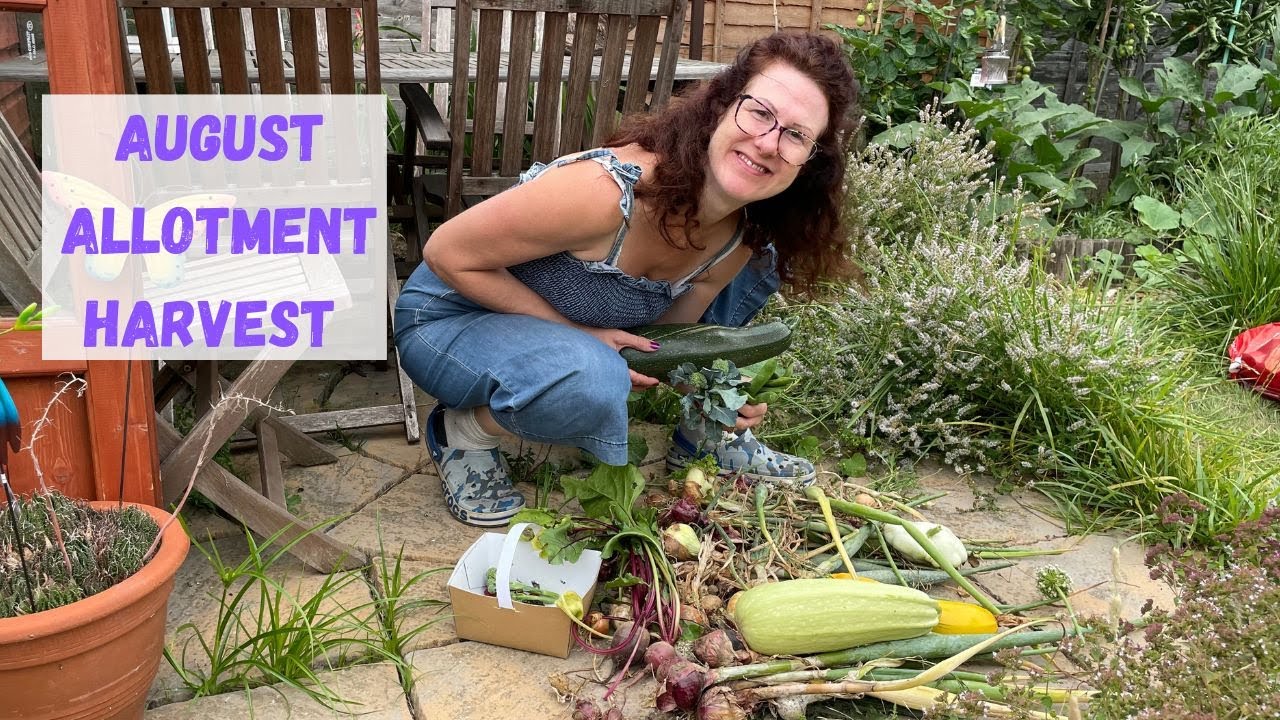 August Allotment Harvest Allotment Gardening For Beginners UK YouTube