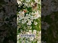 মাশাল্লাহ