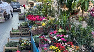 Aydın Nazılli#keşfet #kargo #çiçek #kesfetteyiz #05061114721 #garden #