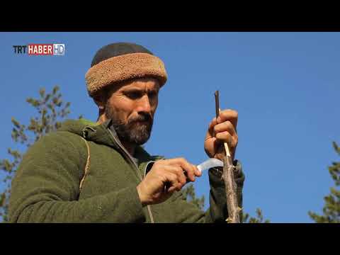 Video: Ağac Pionu. Aşılama Yolu Ilə çoxalma