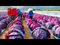 The Making of Cabbage: Inside the Factory Process |