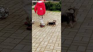 #wholetthedogsout 🐕🐕 #music #dogshorts #puppy #park #playing #shortvideo #dogs #doglife #dog #fun