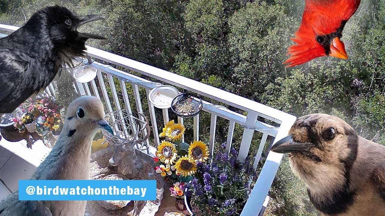 Balcony PTZ & Sunset View | LIVE FROM TAMPA BAY