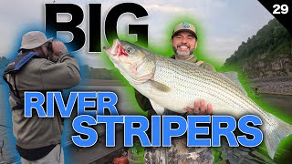 The LARGEST freshwater Stripers in the USA! S3 | E9