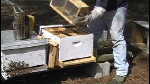 Beekeeping Part 12, Starting new hives, installing a package of bees