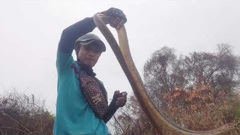 Thăm bẫy rắn sau cơn mưa đầu mùa khủng thật