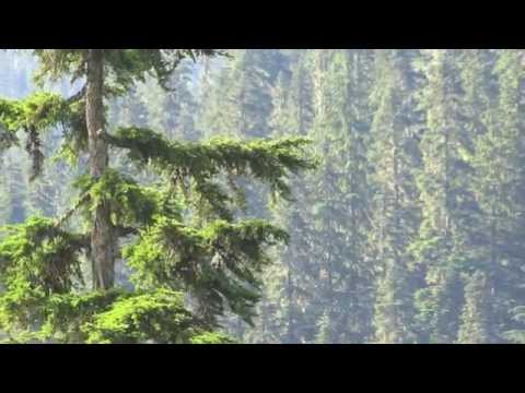 Blue Trees - YouTube