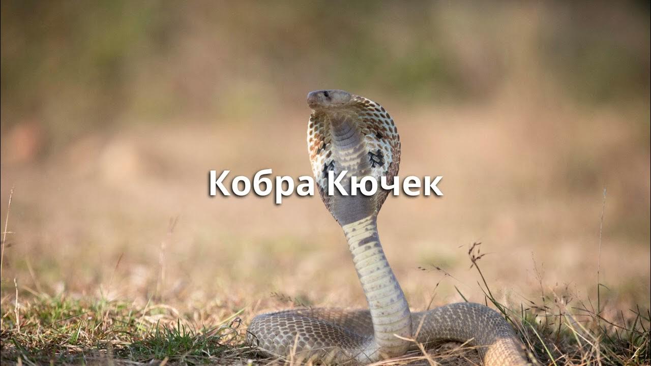 Кобра кючек - YouTube