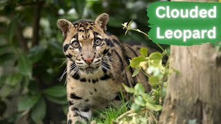 Clouded Leopards | The Enchanting Beauty by Lord of Animals 539 views 7 months ago 2 minutes, 25 seconds