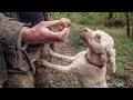 RICERCA DEL TARTUFO BIANCO. I SEGRETI DEL TARTUFAIO