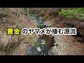 黄金色のヤマメが生息する秘境の源流部で…
