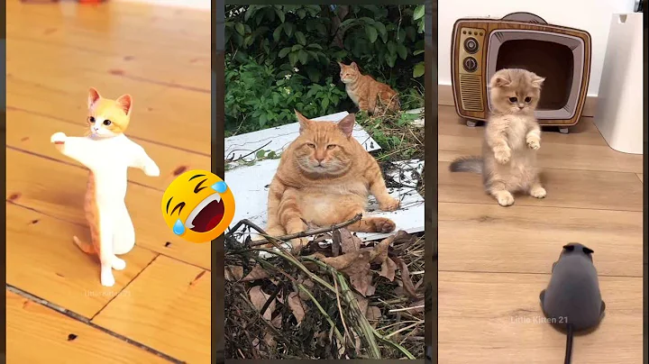 Video 11800051: funny cat talking, cat fight funny, funny cat jumping, funny cat eating, funnycats, cute kitten