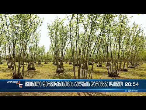 მეთხილე ფერმერებისთვის ქულების დარიცხვა დაიწყო