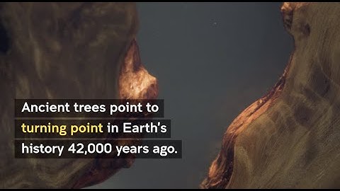 Ancient trees show turning point in Earth history 42,000yr ago.