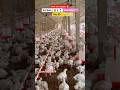 Day25🐥🏚️ #poltryfarming #chiksclips🐥 #chickenfarming #poltry #chickenfarmingbusiness #love#yt ⏳💰