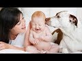 Pets meeting babies for the first time - Cute baby & animal compilation
