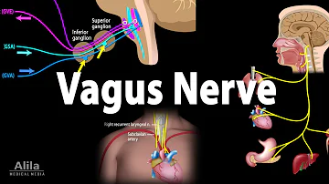 Vagus Nerve - Neuroanatomy and Functions, Animation