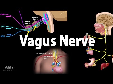 Video: Kaip nustatyti Vagus nervų pažeidimą: 14 žingsnių (su nuotraukomis)