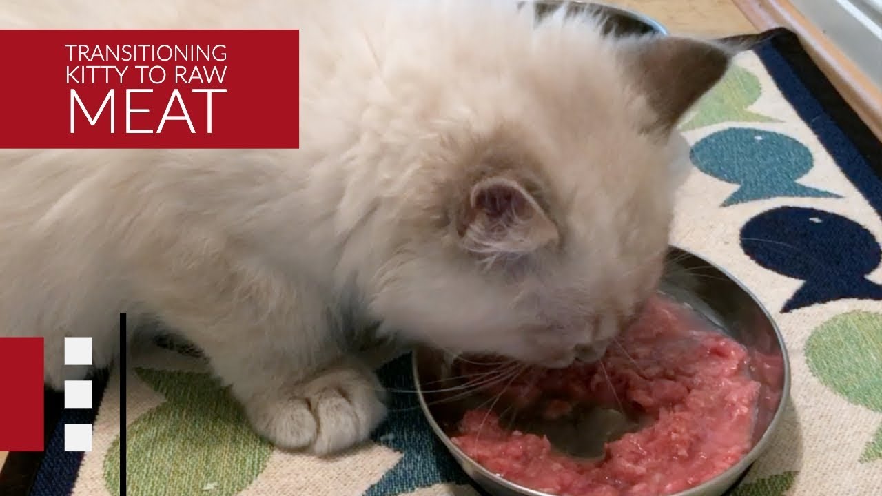 How to transition your cat to a RAW meat diet? YouTube