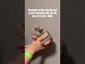 American bully puppy#reels#puppies#dog#dogs#americanbully#pet#merlebully#pets#pitbull#merle#virtual