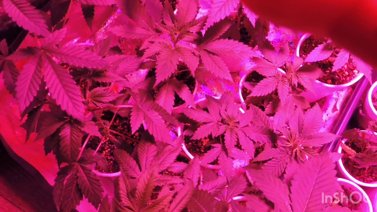 Update on breeding project as promised dank genetics for 2019