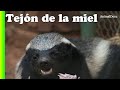 ESTE ES EL ANIMAL MÁS VALIENTE DEL MUNDO - Tejón Melero