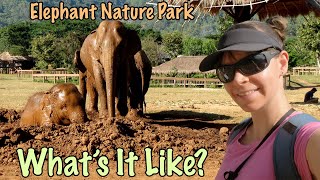 Volunteer Experience at Elephant Nature Park in Chiang Mai by DarAdventures 4,988 views 1 year ago 5 minutes, 7 seconds