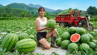 I Harvesting 500 Watermelons with My Four Wheel Vehicle and Took Them to Market