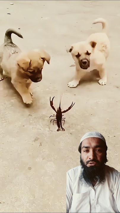 Surah Al ikhlas ❤️#سورة_الإخلاص #egzonibrahimi #ikhlas #quran #shortsfeed #shorts #birds