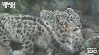 Snow Leopard keeper talk from Melbourne Zoo