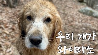The Retriever who loves to play in the water  featured on TV show SBS Animal Farm