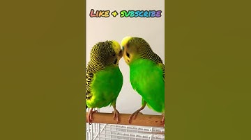Thumbnail of Budgie fun time😃