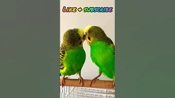 Budgie fun time😃