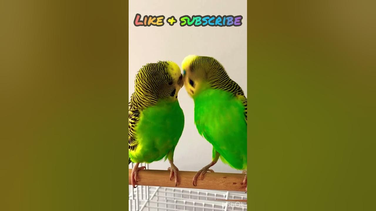 Budgie fun time😃