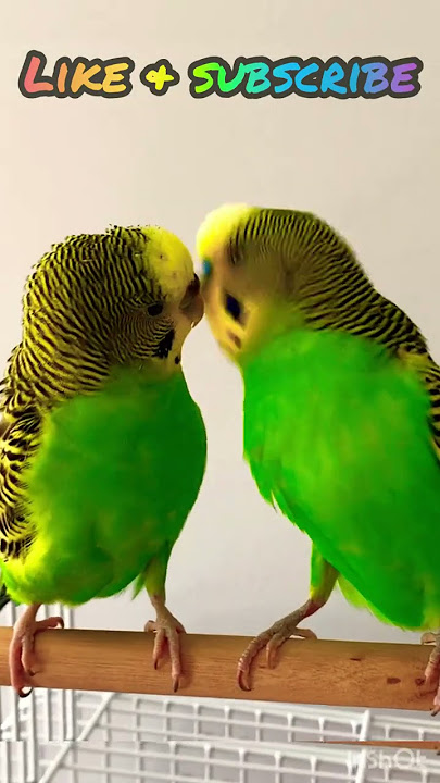 Budgie fun time😃