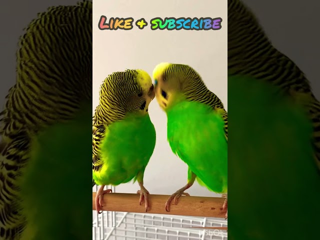 Budgie fun time😃 class=