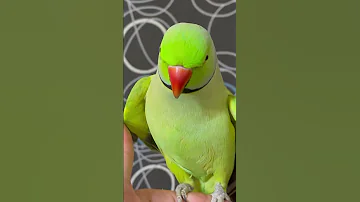 نازنین طوطی سخنگو Parrot طوطی طوطی سخنگو نازنین طوطی ملنگو 