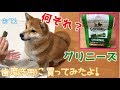 柴犬ミクの歯磨き用グリニーズ（Greenies)を買って与えてみました。