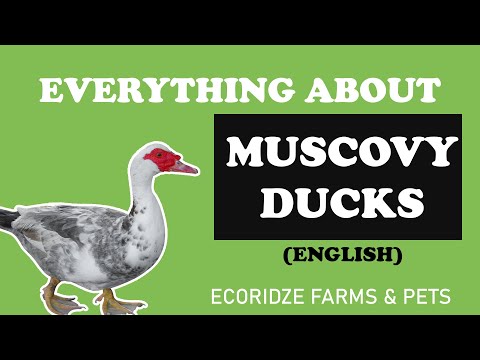 Video: Wat Je Moet Weten Over Musk Duck