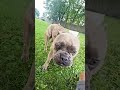 One Of The 10 Best Watchdogs #funny #fyp #frenchie #milo2023 #petvideos #dogvideos #dogbreed