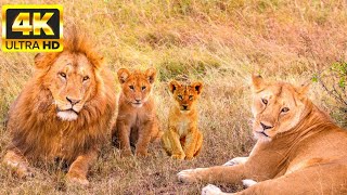 The Wonderful World Of Animals, An Hour Of Reposefulness With Calming Music
