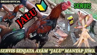 ayam jago ternak Beginilah Cara Servis Jalu Ayam Biar Runcing