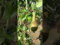 Ohh ЁЯШо Wow ЁЯдй Pears ЁЯНР In Garden Indian Netherlands Fruit Tree Trending Ohh ЁЯШо Wow ЁЯдй Pears ЁЯНР In Garden Indian Netherlands Fruit Tree Trending