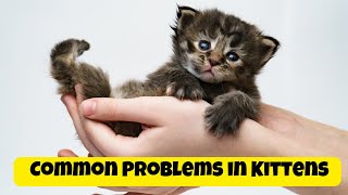 The Most Common Problems in Kittens and Solutions