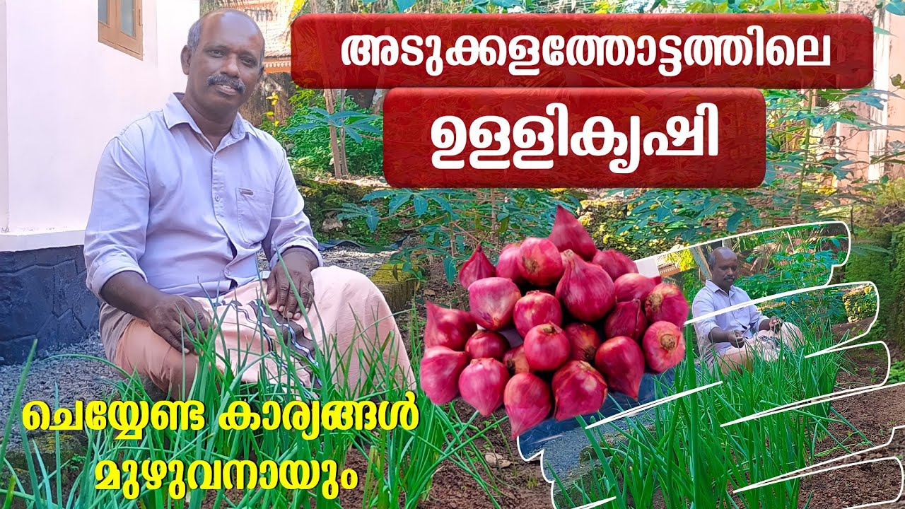 അടുക്കളത്തോട്ടത്തിലെ ഉള്ളികൃഷി | ഒറ്റവീഡിയോയിൽ മുഴുവനായും | Onion Farming easy method | Ulli krishi