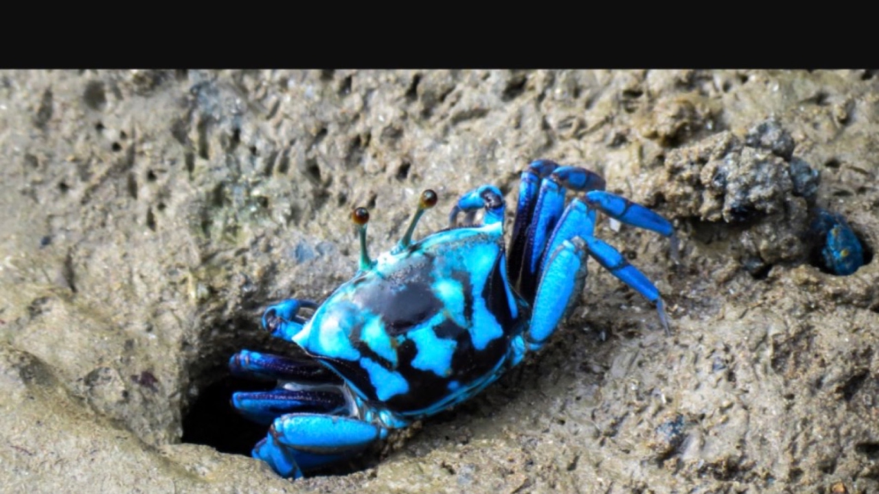 Ark Survival HELP camera iphone 8 plus apk